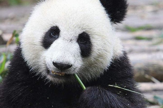 1-Day Chengdu Panda Base and Leshan Giant Buddha GROUP Tour - Returning to Chengdu around 6:30 to 7:00 p.m.
