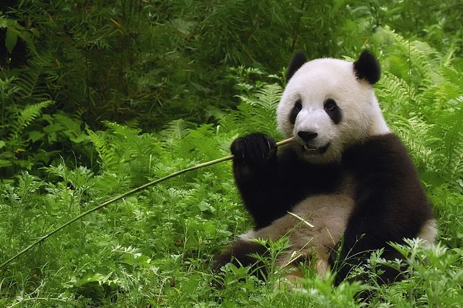 All-inclusive Day Tour: Mutianyu Great Wall & Beijing Panda Zoo with Local Lunch - Why this Beijing combination works