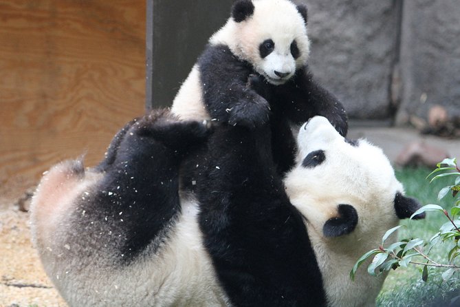 All-inclusive Day Tour: Mutianyu Great Wall & Beijing Panda Zoo with Local Lunch - Who should book this private day tour?