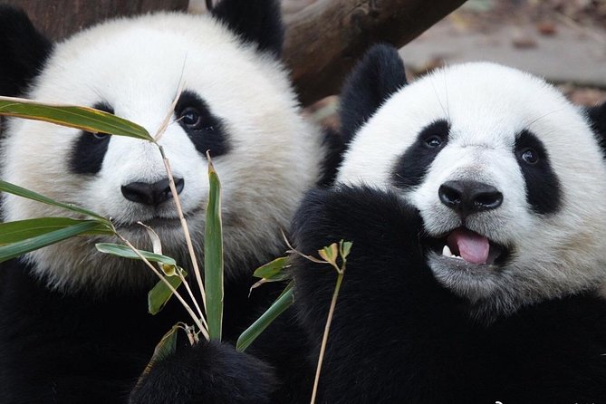 All Inclusive Private Panda Base Traditional Painting Experience - Lunch planning with help from your guide