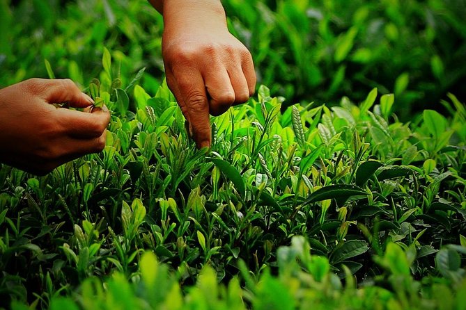 Authentic Hangzhou Longjing Tea Culture Experience Tour - Stop three: Tea tasting and the ceremony