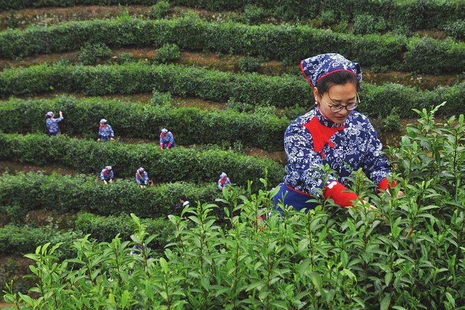 Authentic Hangzhou Longjing Tea Culture Experience Tour - The $52.99 price and who gets the best value