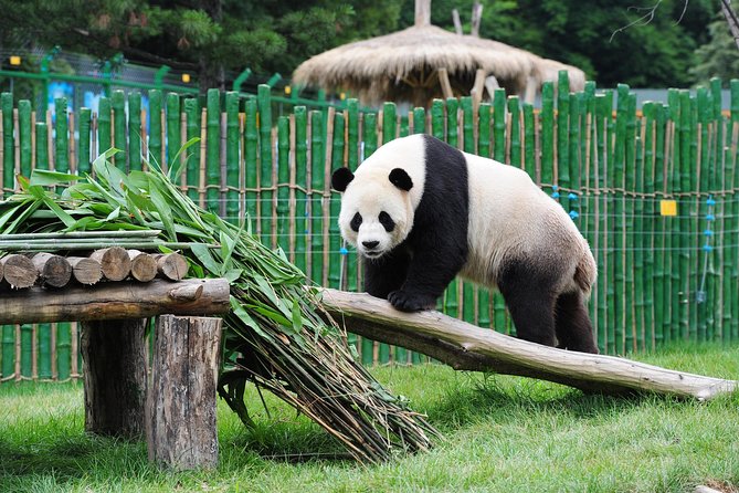 Beijing Historical Tour II including Summer Palace, Lama Temple & Panda Garden - Summer Palace, with beautiful grounds but a wording warning