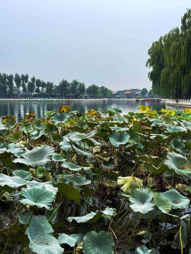 Beijing: Hutongs & Drum Tower City Walking Tour - Guides make or break the experience
