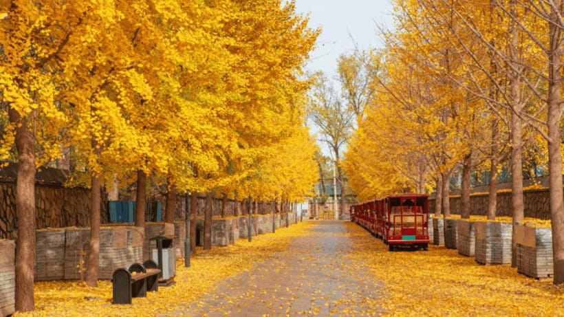 Beijing: Old Summer Palace Ruins Park Admission Ticket - The European Palaces Scenic Zone is not included