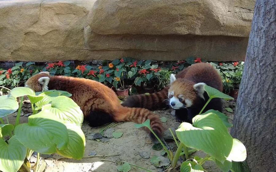 Beijing: Panda House Ticket (Zoo) new activities for 2026 - Key points to know before you go