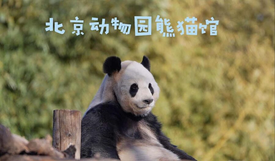 Beijing: Panda House Ticket (Zoo) new activities for 2026 - Why Beijing Zoo works well for a panda day