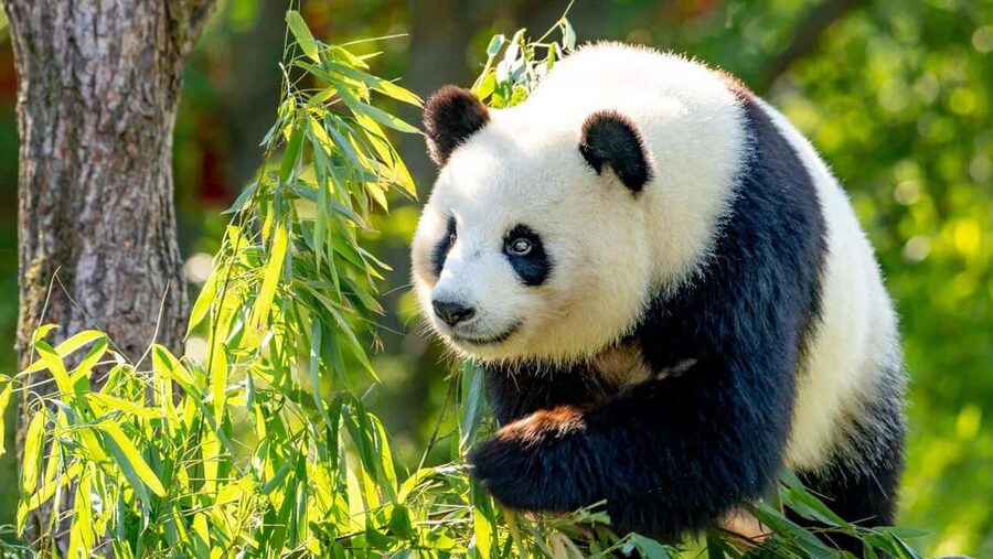 Beijing: Panda House Ticket (Zoo) new activities for 2026 - How the booking and QR code process works