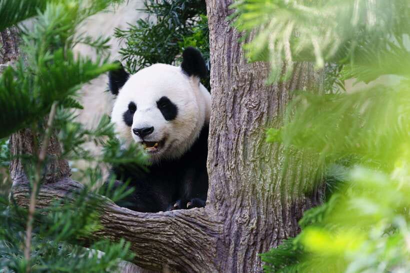 Beijing: Panda House Ticket (Zoo) new activities for 2026 - What the $7 ticket really covers