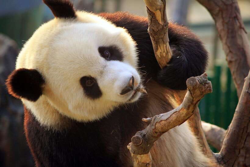 Beijing: Panda House w/Great Wall or City Sites Private Tour - Using the customized itinerary