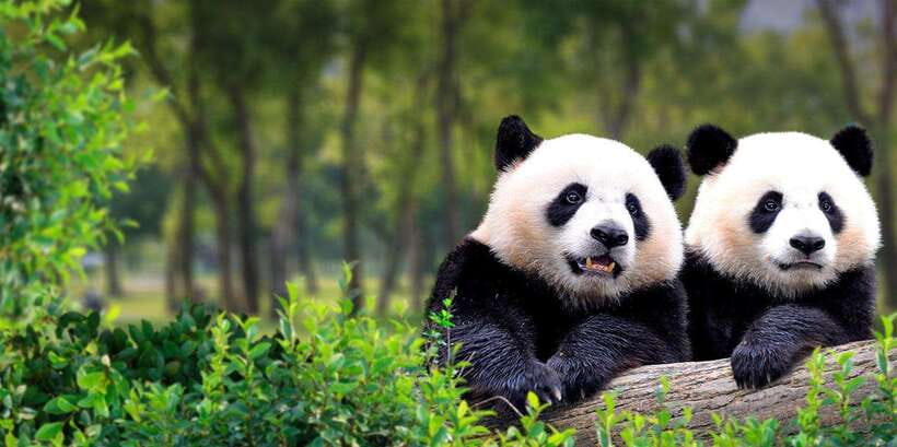 Beijing: Panda House w/Great Wall or City Sites Private Tour - Choosing Mutianyu after the pandas