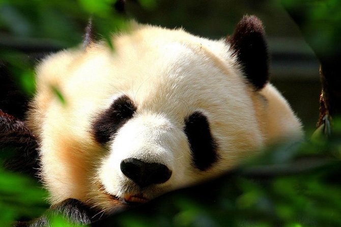 Beijing Private Tour:Mutianyu/Badaling Great Wall and Panda House - Mutianyu: the better choice for mountain scenery