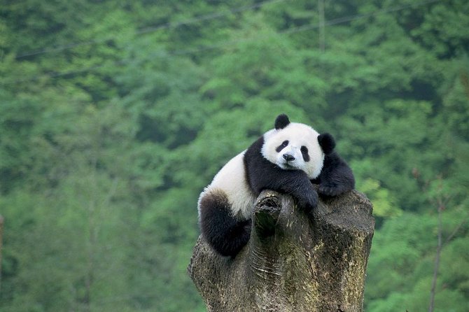 Beijing Private Tour:Mutianyu/Badaling Great Wall and Panda House - Panda House: a short, easy animal visit