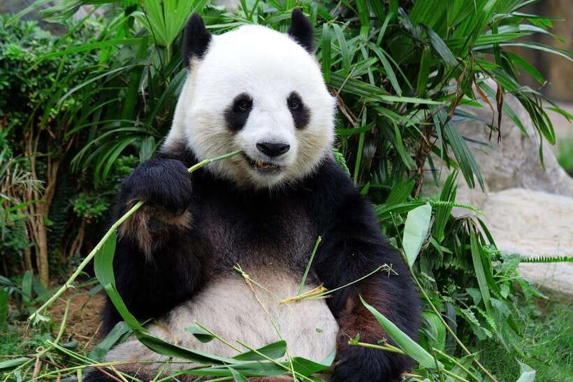 Beijing Private Tour: Summer Palace, Panda House and Options - Seeing pandas without losing your morning