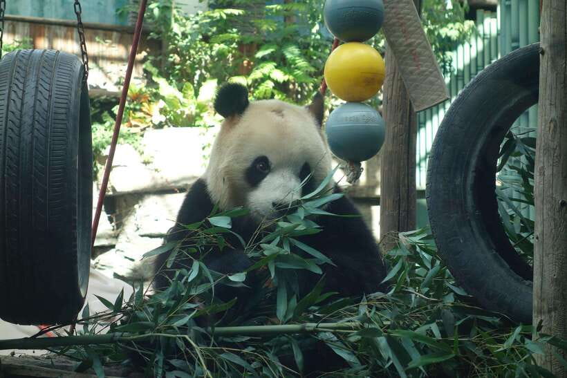 Beijing Private Tour: Summer Palace, Panda House and Options - Temple of Heaven or Ming Tombs?