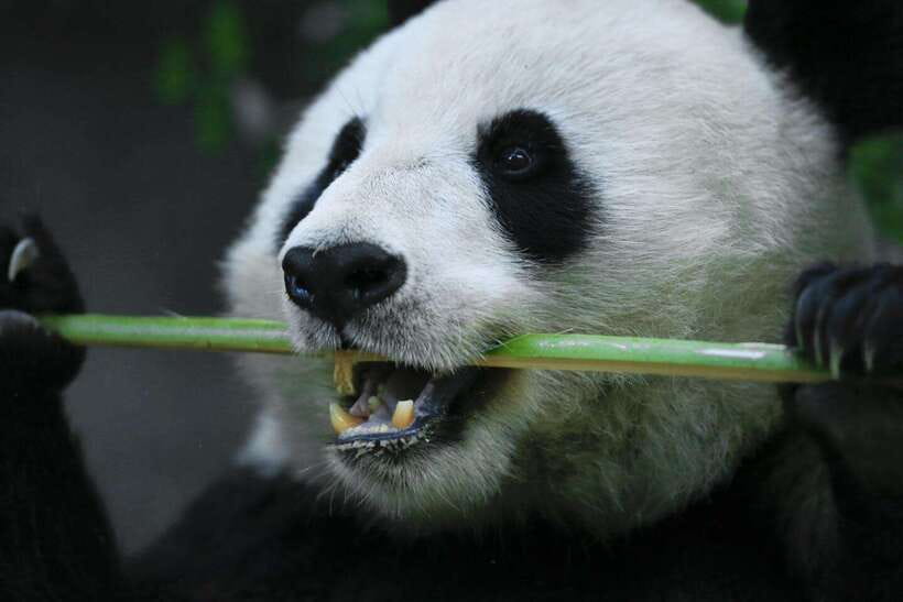 Beijing Private Tour: Summer Palace, Panda House and Options - Is $52 per person good value?