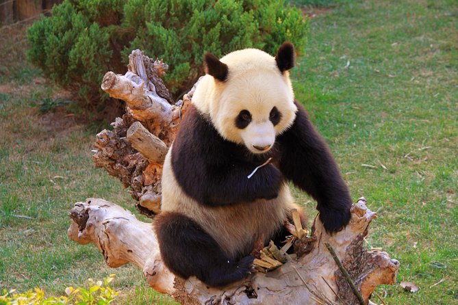 Beijing Private Tour to Temple of Heaven, Panda House and Summer Palace - The Panda House comes first