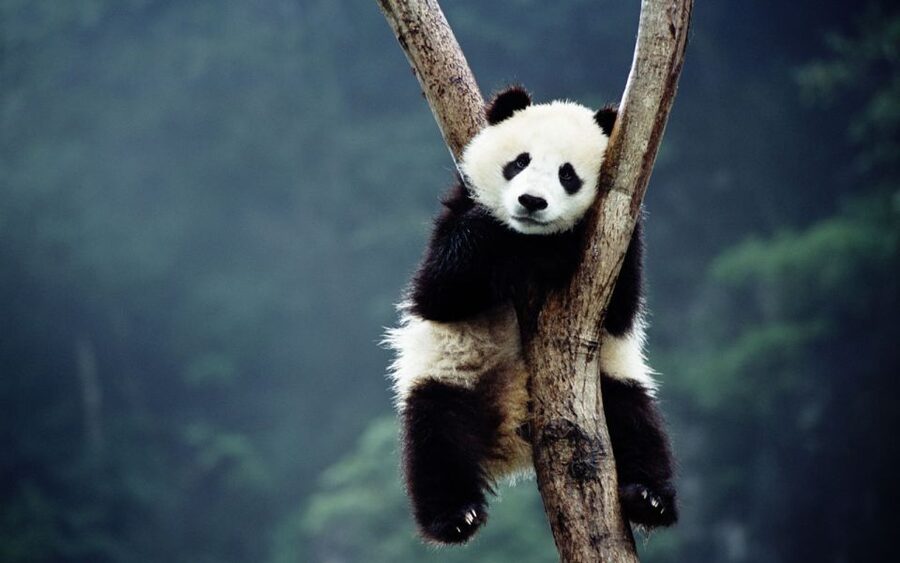 Beijing: Temple of Heaven, Panda House & Summer Palace Tour - Is $142 a fair price?