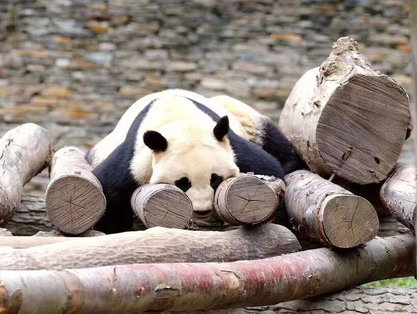 Beijing: The Beijing Zoo Entry Ticket with Pandas - Why the $6 Beijing Zoo ticket is useful