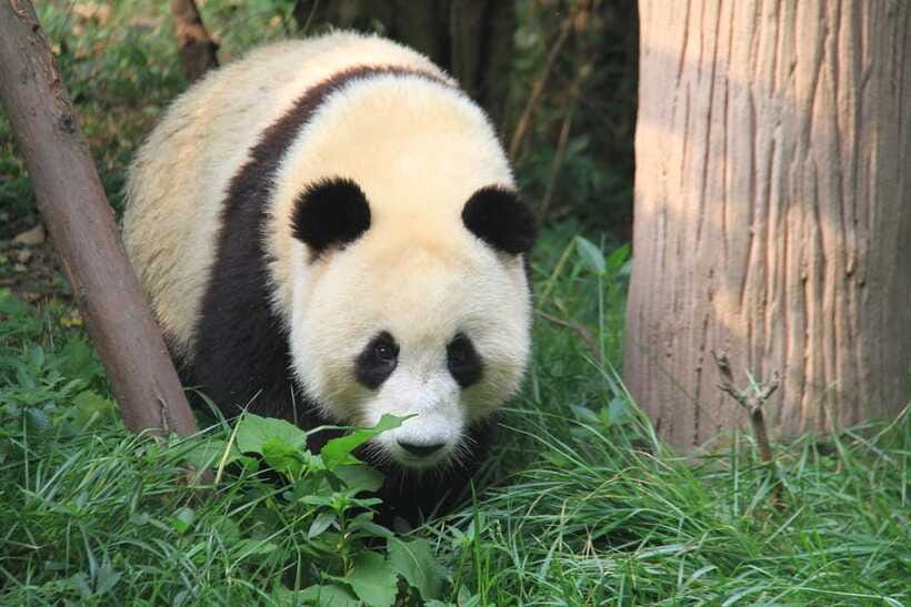 Beijing: The Beijing Zoo Entry Ticket with Pandas - The Panda House is the big reason to come
