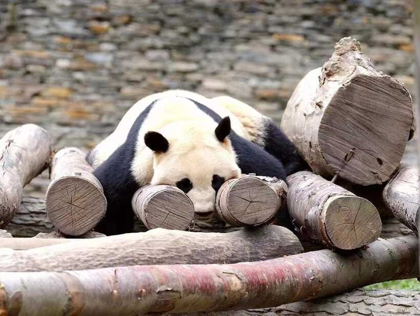 Beijing: The Beijing Zoo Entry Ticket with Pandas - Aquarium and indoor animals during winter