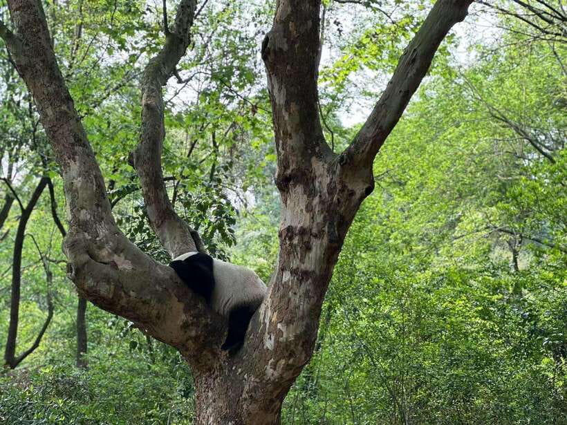 Beijing: The Beijing Zoo Entry Ticket with Pandas - How long to stay and how to plan your route
