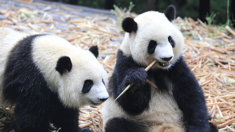Chengdu: Giant Panda Base Reservation and Entry - Key things to know before visiting