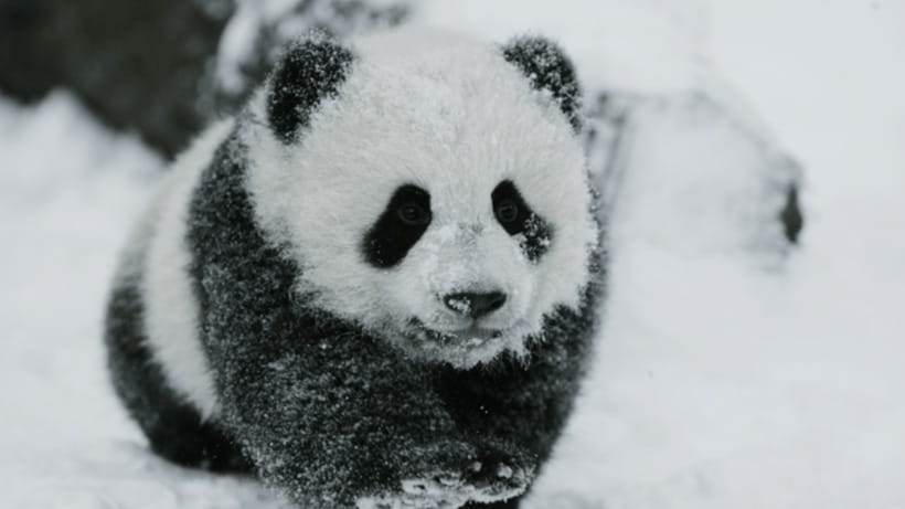 Chengdu: Giant Panda Base Reservation and Entry - Why the Chengdu Panda Base is worth your time