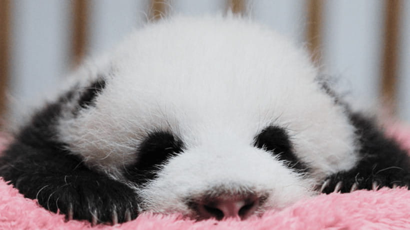 Chengdu: Giant Panda Base Reservation and Entry - Choosing between a morning and afternoon visit