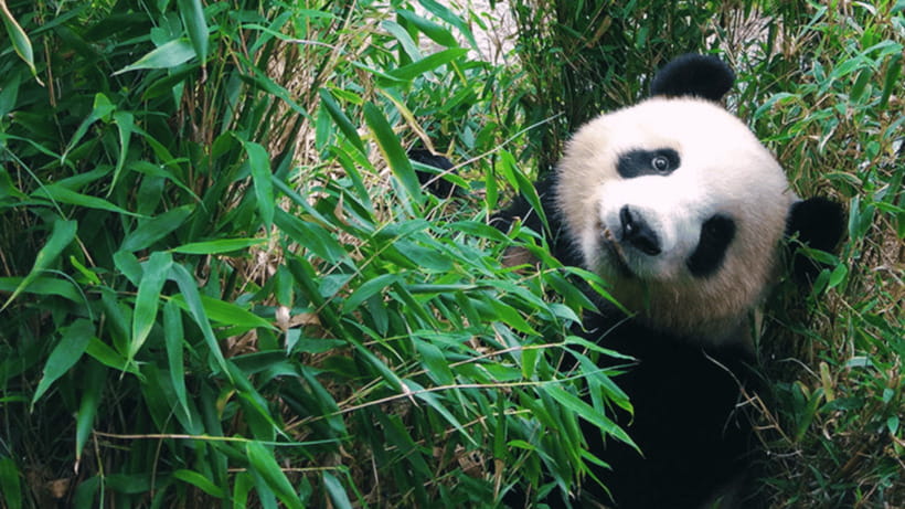Chengdu: Giant Panda Base Reservation and Entry - Watching adult pandas and panda cubs