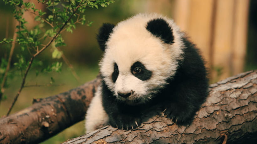 Chengdu: Giant Panda Base Reservation and Entry - Conservation exhibits that add meaning to the visit