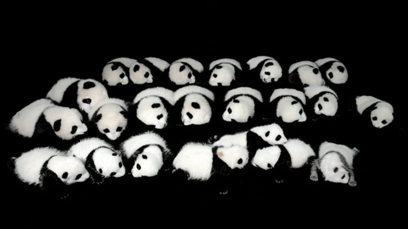 Chengdu: Giant Panda Base Reservation and Entry - How the $19 price compares with the experience