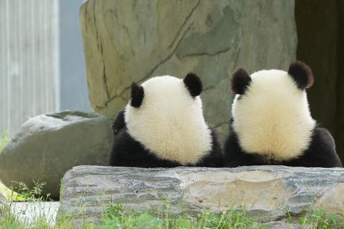 Chengdu: Giant Panda Breeding Research Base Ticket - Why Chengdu’s Panda Base deserves your morning