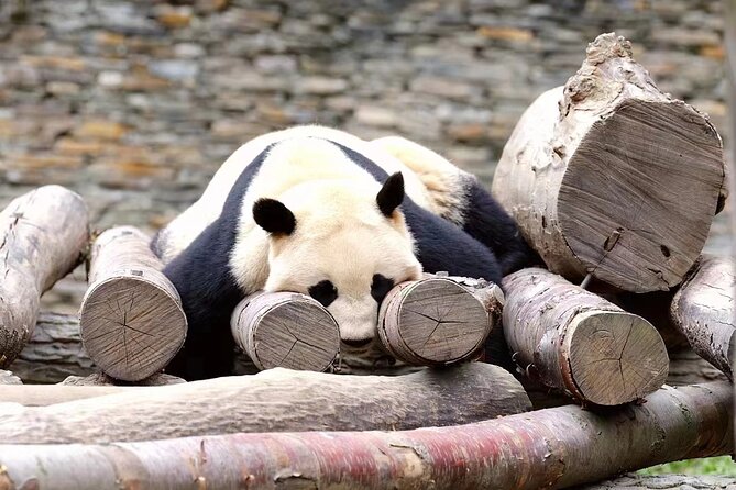 Chengdu: Giant Panda Breeding Research Base Ticket - Choosing between ticket only and hotel transfer
