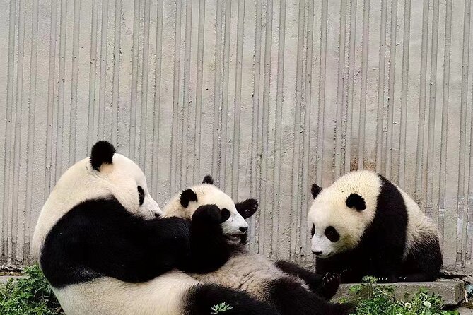 Chengdu: Giant Panda Breeding Research Base Ticket - What you see during the three-hour self-guided visit