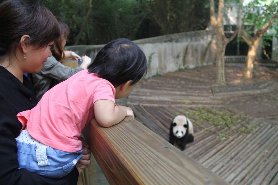 Chengdu: Giant Panda Breeding Research Base Ticket - A large park with real walking demands