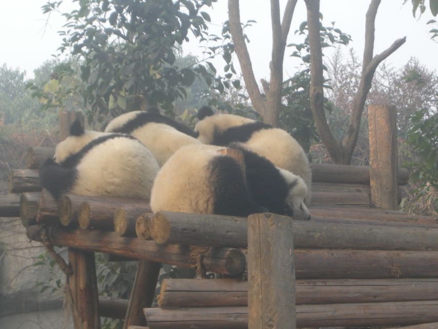 Chengdu: Giant Panda Breeding Research Base Ticket - Weather, crowds, and the best viewing conditions