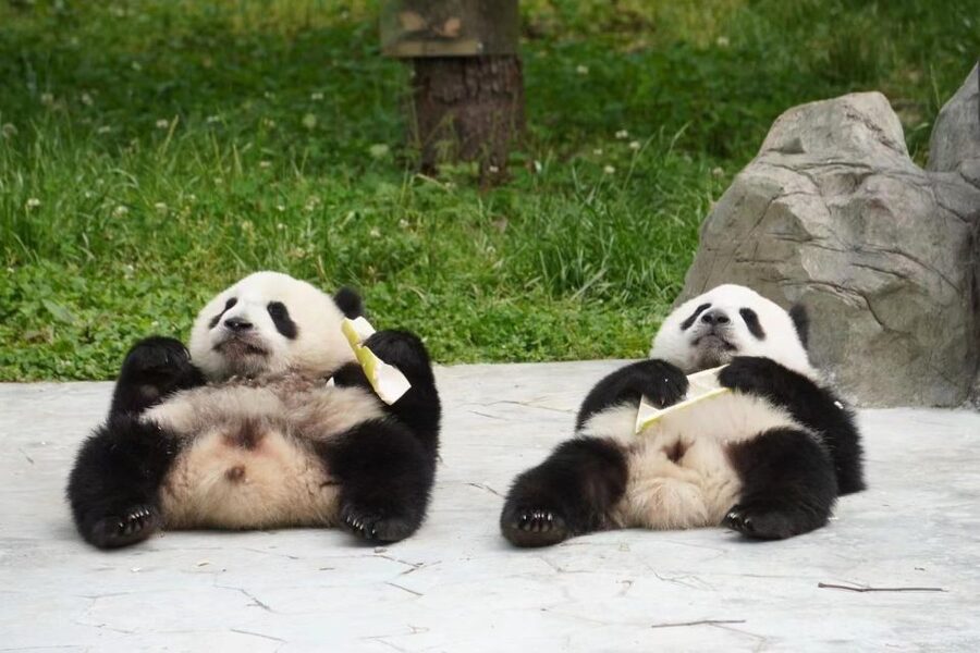 Chengdu: Giant Panda Breeding Research Base Ticket - Is $15 good value?