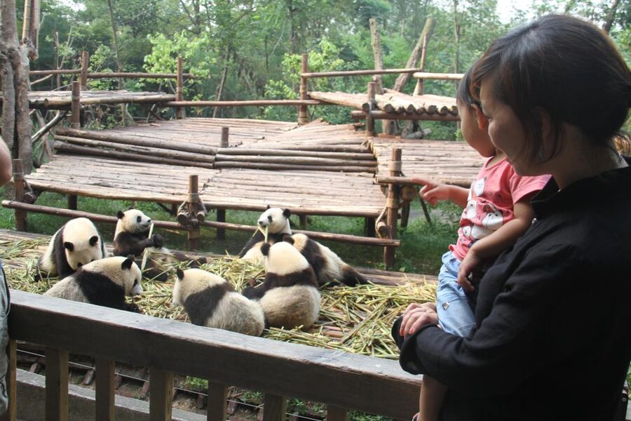 Chengdu: Giant Panda Breeding Research Base Ticket - Do you need a guide?