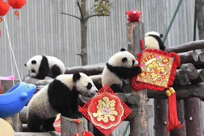 Chengdu Kung Fu Panda Tour Tai Chi, Martial Arts and Panda Base - The Long Day: Timing, Transport, and Meals