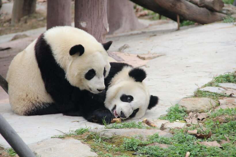 Chengdu: Leshan Buddha Optional Tours w/ Transfer or Guide - Key points to know before booking