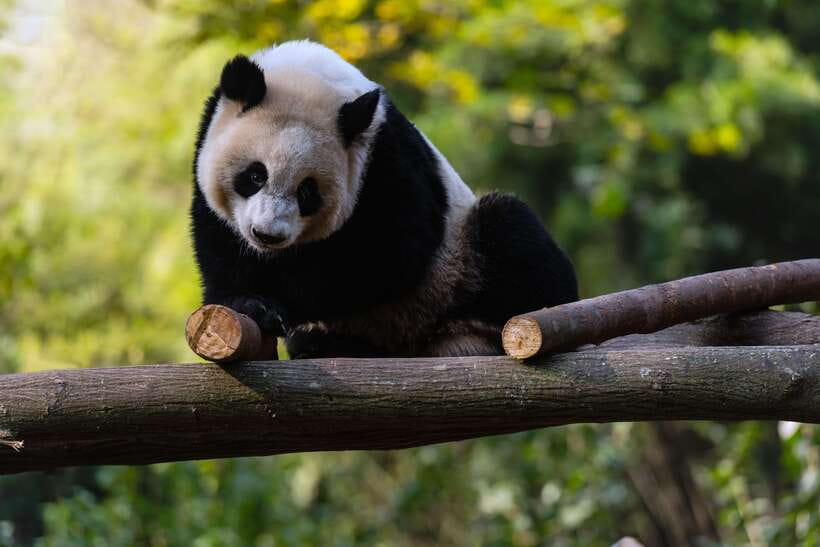 Chengdu: Leshan Buddha Optional Tours w/ Transfer or Guide - Adding Chengdu Panda Base to the same day