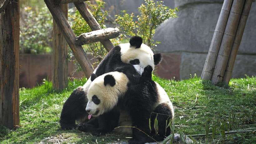 Chengdu：Panda Base Entry Ticket & English PDF Guidebook - Key points to know before you go