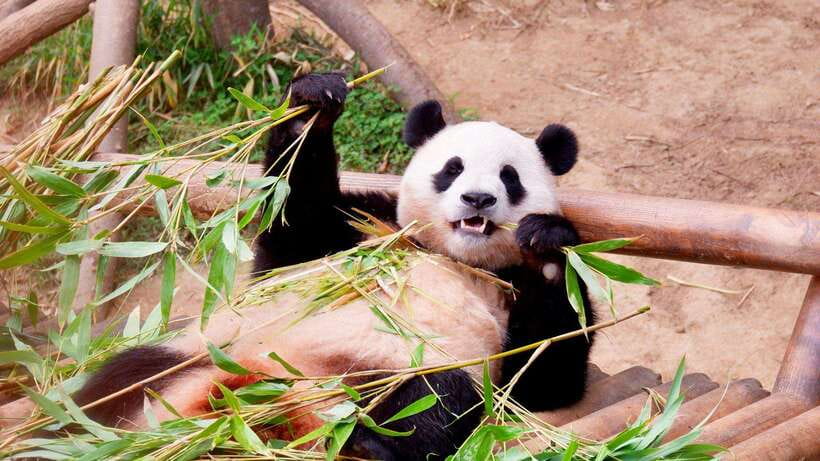 Chengdu：Panda Base Entry Ticket & English PDF Guidebook - Simple rules that protect the pandas