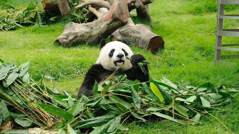 Chengdu：Panda Base Entry Ticket & English PDF Guidebook - Why Chengdu Panda Base is worth your time