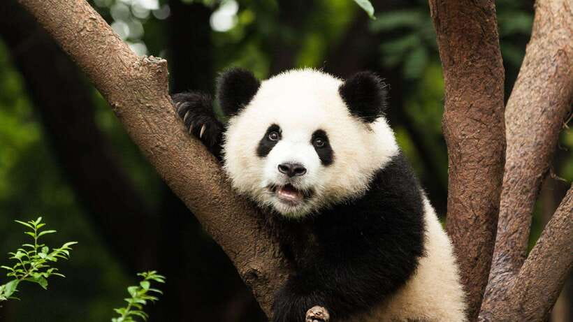 Chengdu：Panda Base Entry Ticket & English PDF Guidebook - Using the English PDF inside a very large park