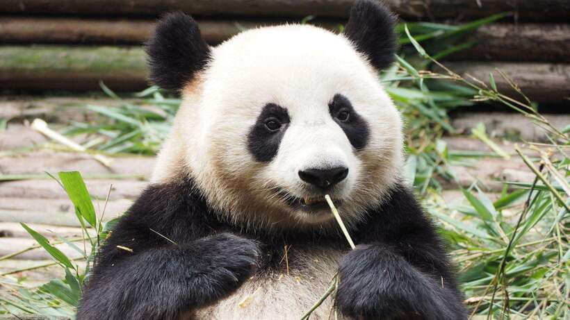 Chengdu：Panda Base Entry Ticket & English PDF Guidebook - Morning pandas: the best window from 07:30 to 10:00