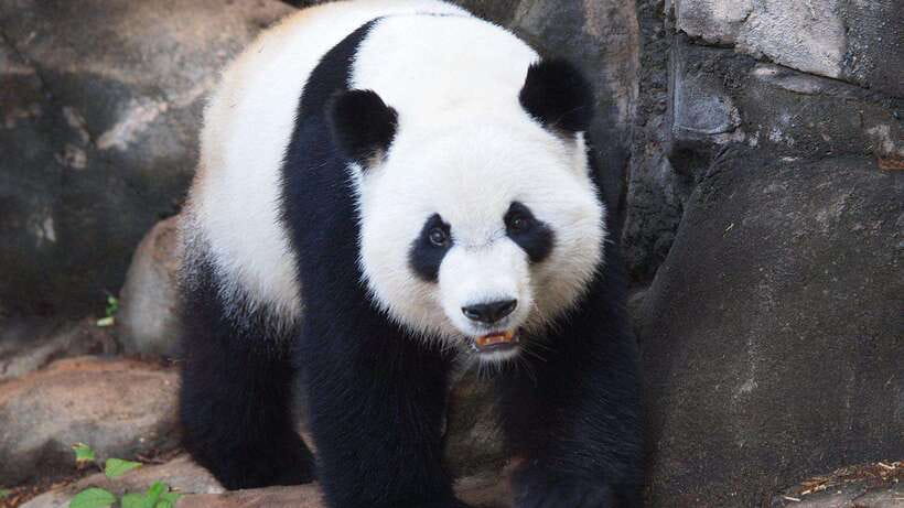 Chengdu：Panda Base Entry Ticket & English PDF Guidebook - Afternoon pandas: slower, warmer, and still worthwhile