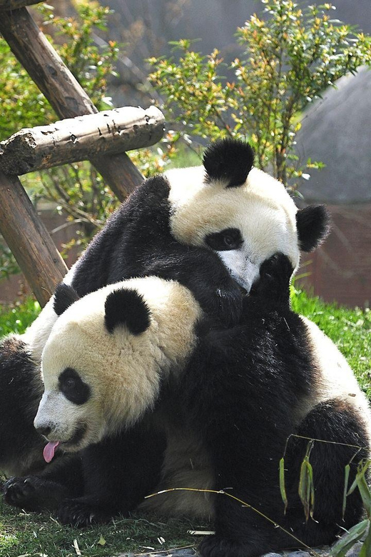 Chengdu：Panda Base Entry Ticket & English PDF Guidebook - The maternity rooms, museum, and Panda Tower