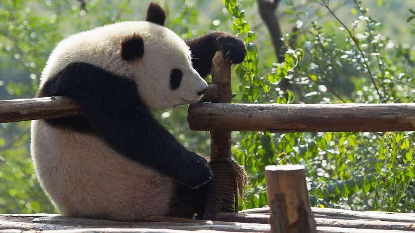 Chengdu：Panda Base Entry Ticket & English PDF Guidebook - Red pandas and the art of patient watching